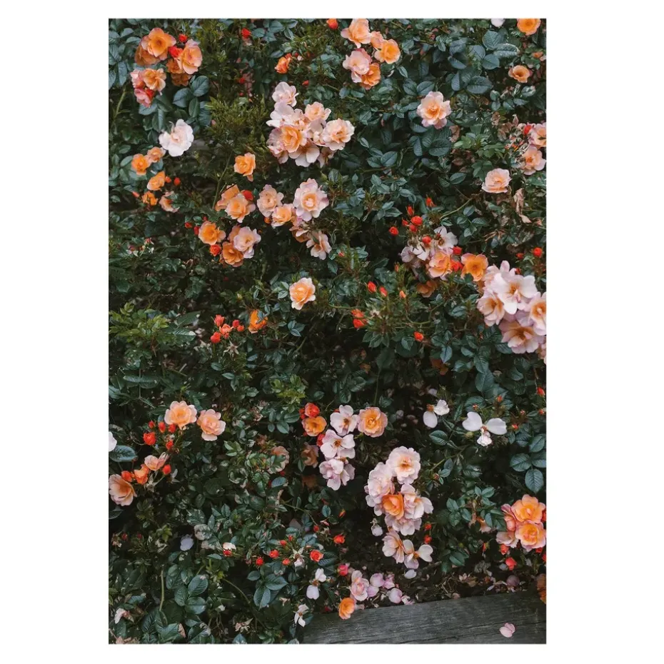 Rose poster, 70x100 cm