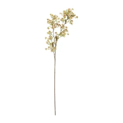 Stem vaxblomma, Vit