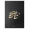 Still Life 04 Hydrangea poster, 30x40 cm