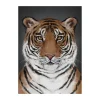 Tiger poster, 50x70 cm